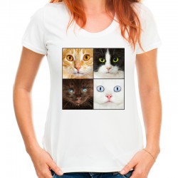 koszulka z kotami