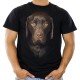 Koszulka z Labradorem Czekoladowym